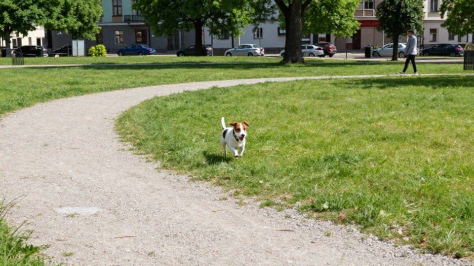Ile ruchu potrzebuje Jack Russell terrier dziennie?